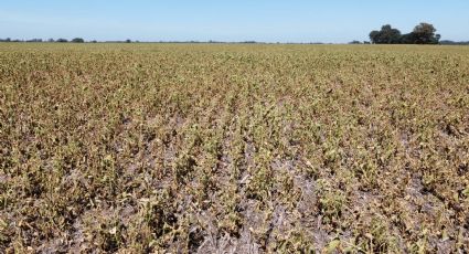 Autoridades agropecuarias descartan que el ciclo agrícola en el Valle del Yaqui esté suspendido