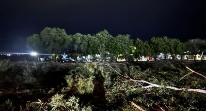 ¡Alerta! Fuertes vientos en Ciudad Obregón provocan la caída de más de 10 árboles