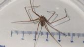 Foto ilustrativa de la nota titulada ¿Qué tan peligrosa es la mordedura de araña violinista? Aquí todo lo que tienes que saber