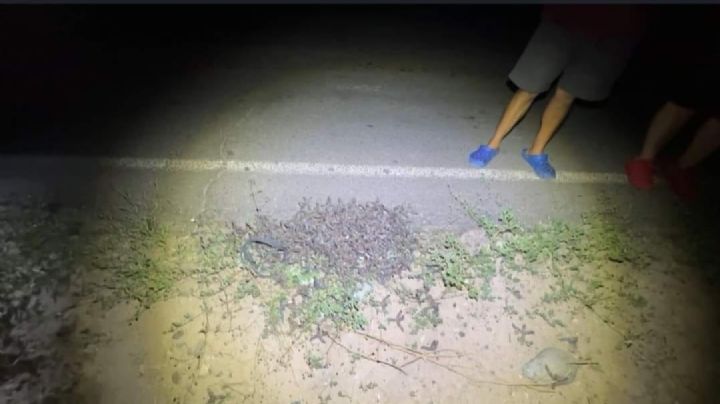 Alerta: Criminales lanzan decenas de 'ponchallantas' en concurrida carretera de Sonora