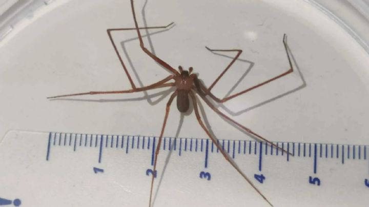 ¿Qué tan peligrosa es la mordedura de araña violinista? Aquí todo lo que tienes que saber