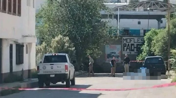 Ataque mortal: Pitbull mordió a una mujer hasta arrebatarle la vida en Chihuahua