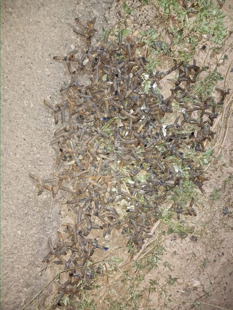 Criminales tiran 'ponchallantas' en carretera de Caborca. Foto: Facebook