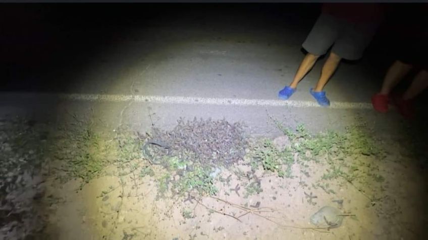 Alerta: Criminales lanzan decenas de 'ponchallantas' en concurrida carretera de Sonora