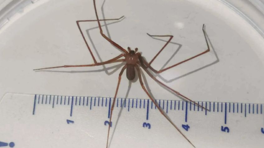 ¿Qué tan peligrosa es la mordedura de araña violinista? Aquí todo lo que tienes que saber