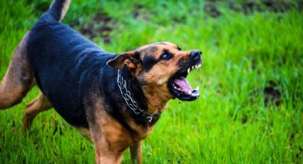 VIDEO: Desesperado, hombre intenta escapar de una jauría de perros en la CDMX