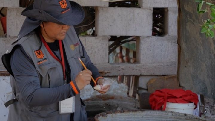 Municipios de la región del Mayo continúan libre de dengue