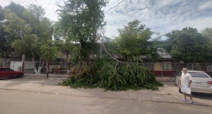 Recientes lluvias en Ciudad Obregón exponen los riesgos por la caída de árboles