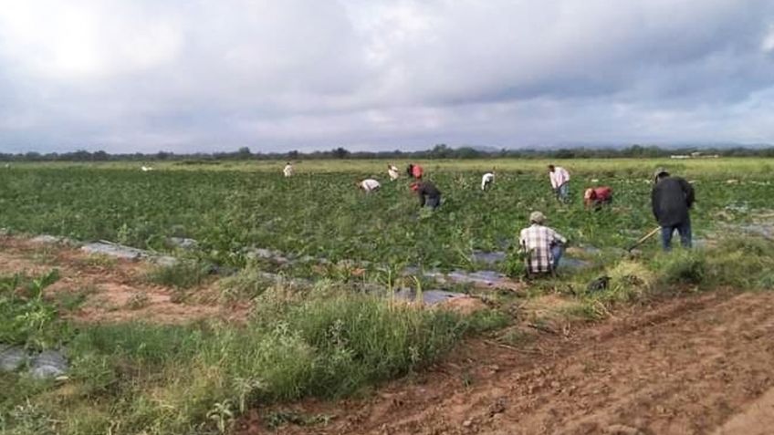 Temporada hortícola reactivará economía en Guaymas y Empalme con 20 mil empleos