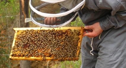 Producción de la miel de desierto enfrenta afectación por la sequía en el sur de Sonora