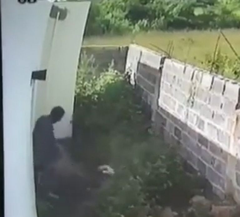 Ladrón es atacado por un grupo de pitbulls