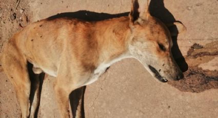 Animalistas denuncian envenenamiento de perros en la colonia Tierra Blanca de Navojoa