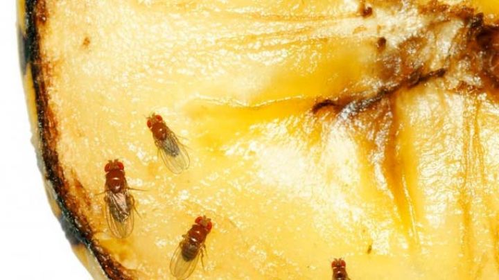 El Valle del Yaqui se mantiene por 26 años como libre de moscas de fruta: JLSV