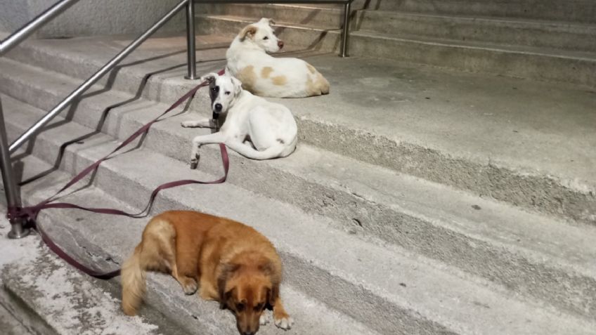 Hombre apuñala a sujeto en la CDMX: Se enojó porque sus perros pelearon y lo mató
