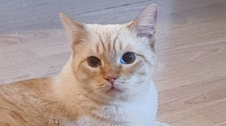 Día Internacional del Gato 2024: ¿Por qué se celebra este 8 de agosto? Esta es la historia