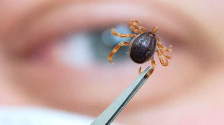 Aumenta un 60% los casos de rickettsia en la región del Mayo