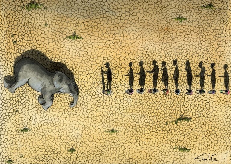 Autorizan el sacrificio de los elefantes