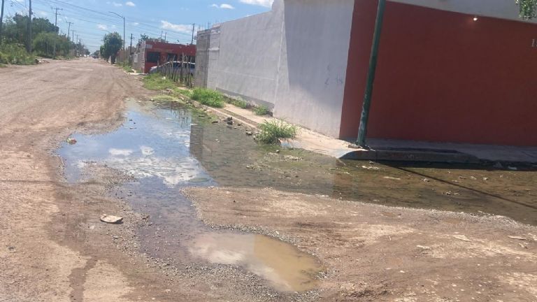 Sufren vecinos de la colonia colina del yaqui malos olores maleza y fauna nociva