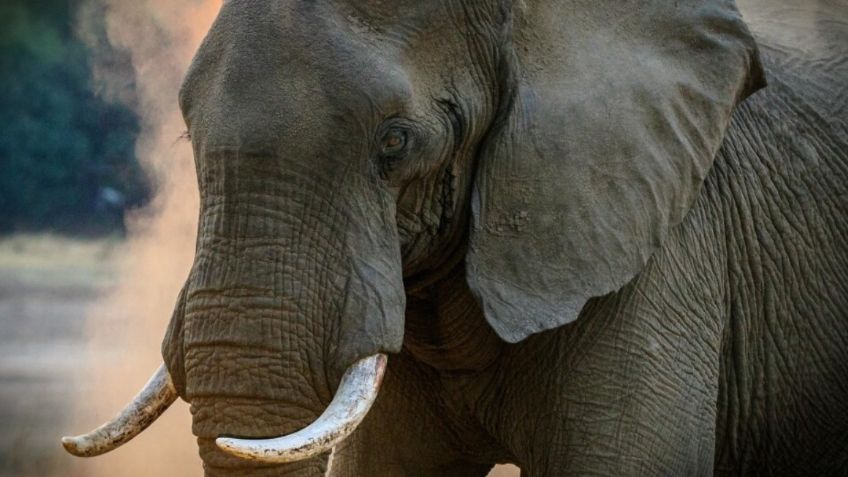 Autorizan sacrificio de 200 elefantes en Zimbabue para solucionar hambruna