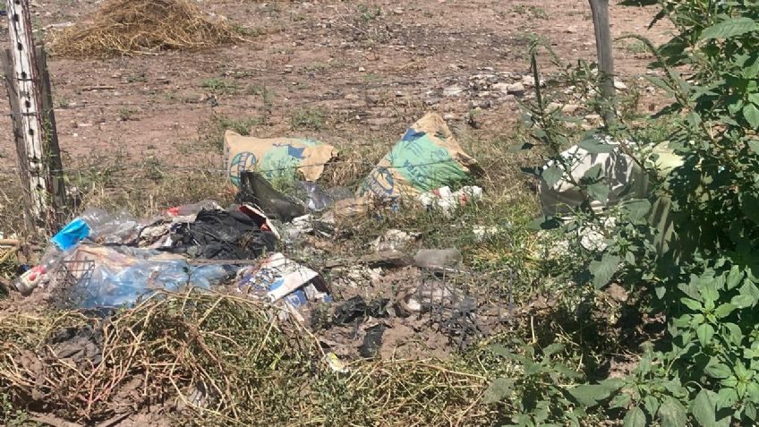 Sufren vecinos de la colonia colina del yaqui malos olores maleza y fauna nociva