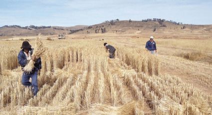 La sequía en el Valle del Yaqui pone en riesgo la actividad de los jornaleros