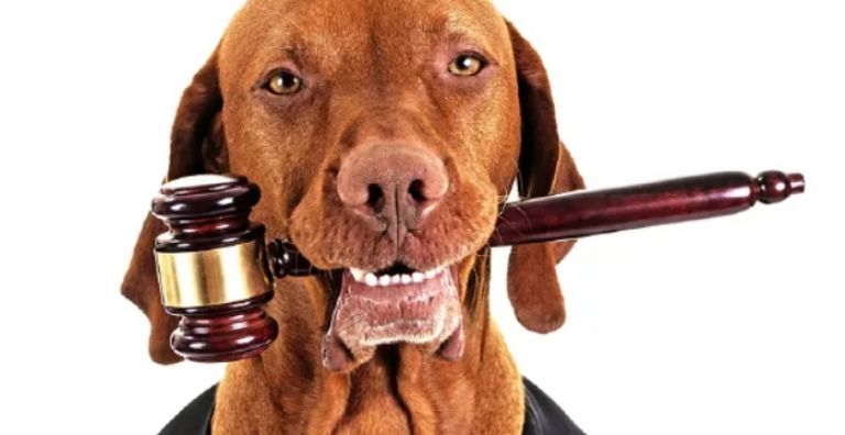 Aprueban nueva ley de protección animal en Sonora