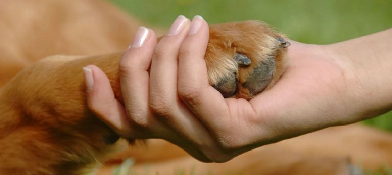 Diversas actividades que promueven la crueldad animal serán castigadas en Sonora 
