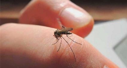 Navojoa se convierte en el epicentro de contagios del dengue en Sonora