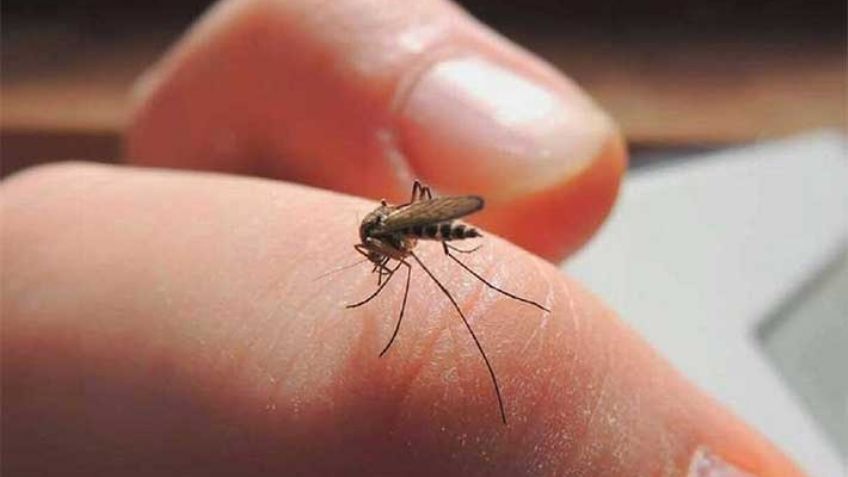 Navojoa se convierte en el epicentro de contagios del dengue en Sonora