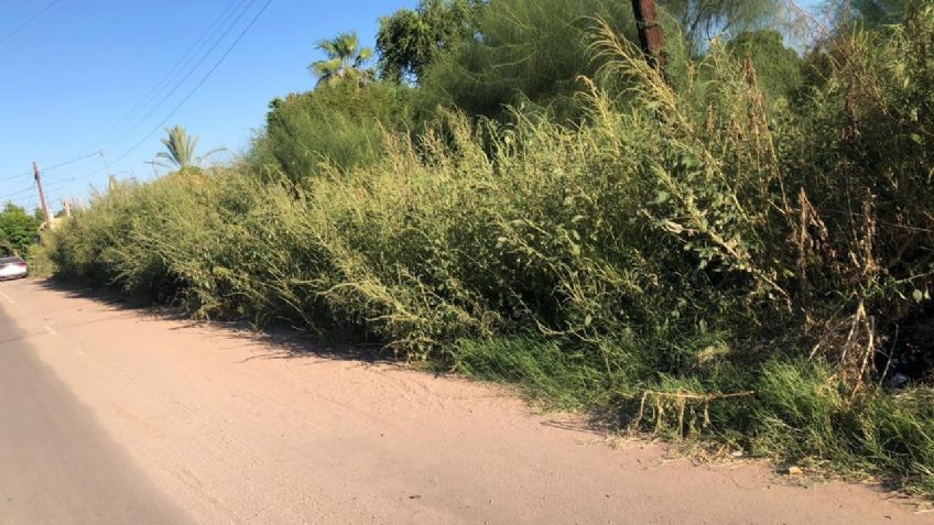 Escombro y maleza, acaban con las banquetas de Navojoa