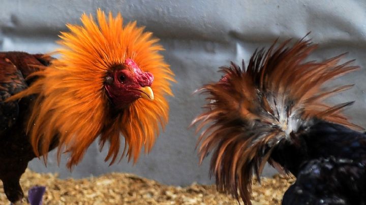 Pelea de gallos termina en masacre en Colombia: Confirman 4 muertos y 2 heridos