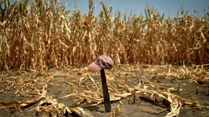 Jornaleros del valle del Mayo deberán migrar en busca de trabajo