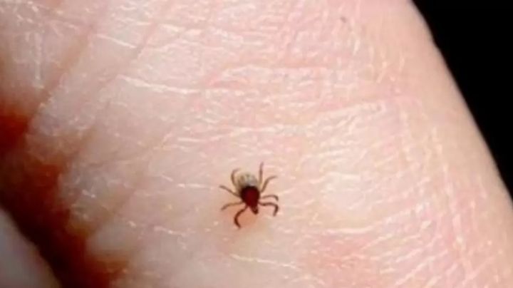 Región del Mayo cierra el tercer trimestre del 2024 con 6 defunciones por rickettsia