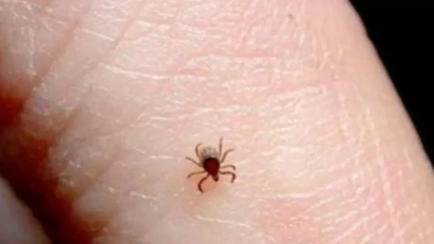 Región del Mayo cierra el tercer trimestre del 2024 con 6 defunciones por rickettsia