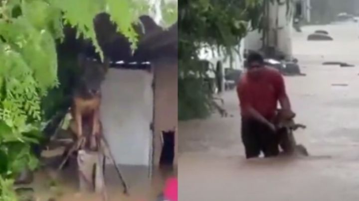 Salvan perritos callejeros: Se organizan para rescatar animales afectados por John