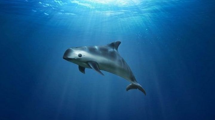 Día de la Vaquita Marina: ¿Por qué se conmemora el 5 de septiembre? Origen de la fecha