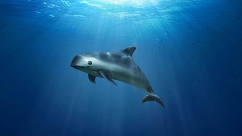 Día de la Vaquita Marina: ¿Por qué se conmemora el 5 de septiembre? Origen de la fecha