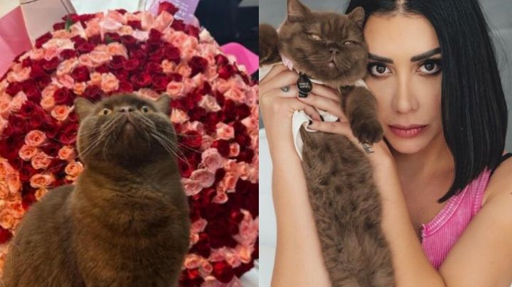 Norris: Gato por el que Karime Pindter pagó 75mp en Rusia y ganó su custodia con exnovio