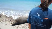 Foto ilustrativa de la nota titulada CRRIFS rescata a lobo marino en San Carlos; se encuentra en recuperación 