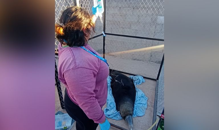 Rescatan a lobo marino en playa de San Carlos