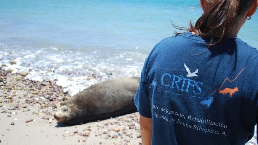 CRRIFS rescata a lobo marino en San Carlos; se encuentra en recuperación 