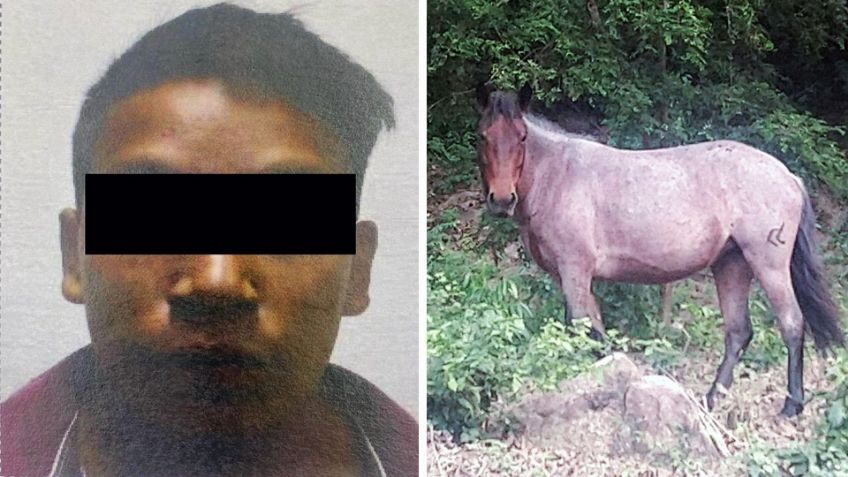 Robó caballo, lo lesionó y lo ahorcó con cuerda en Hermosillo; ya recibió sentencia