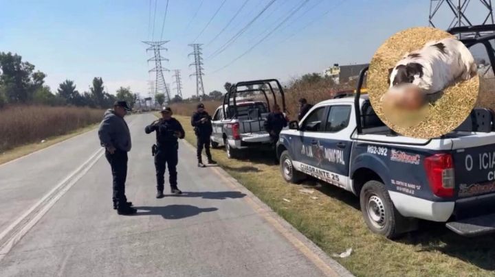 Encuentran restos óseos en Ecatepec; perro callejero juega con un cráneo humano