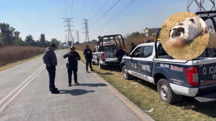 Encuentran restos óseos en Ecatepec; perro callejero juega con un cráneo humano