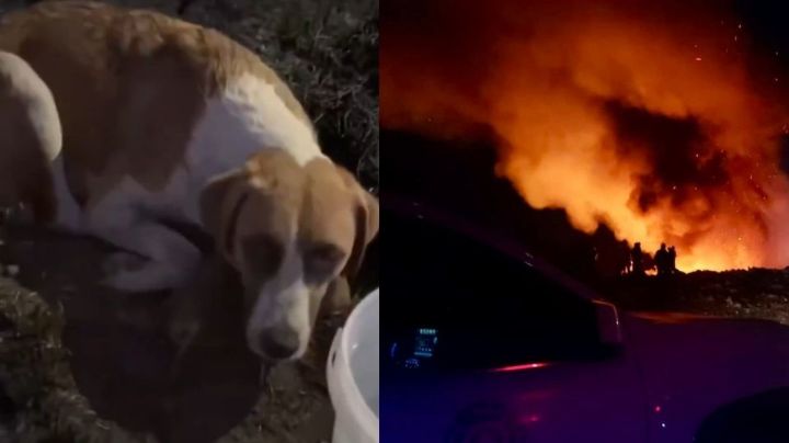 VIDEO: Queman vivos a cachorritos en Cholula y su madre se niega a abandonarlos