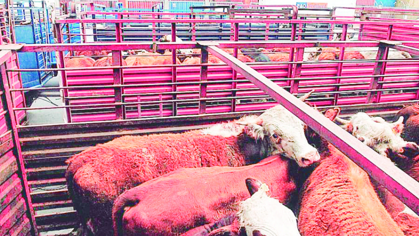 Ganaderos de Sonora esperan reanudar exportaciones la próxima semana tras revisión de EU