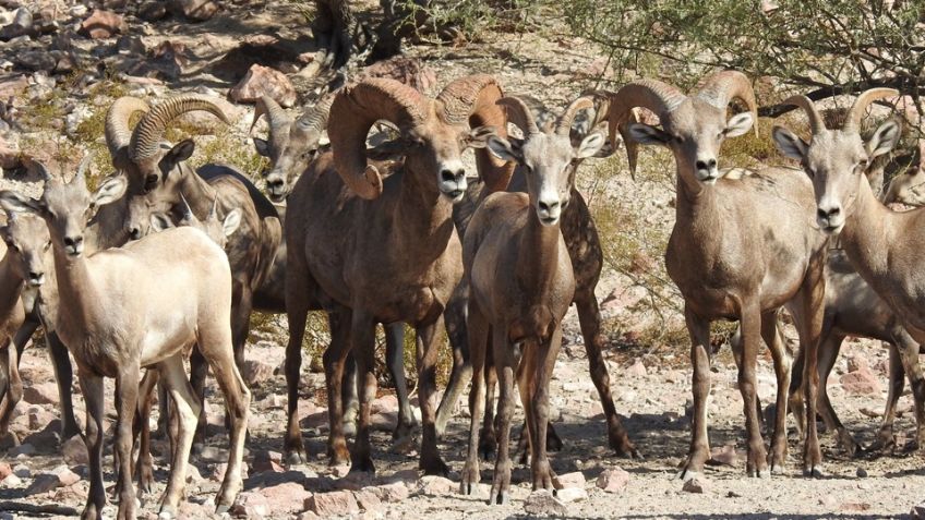 Reconocen a nivel internacional labor de conservación de Sierra El Álamo