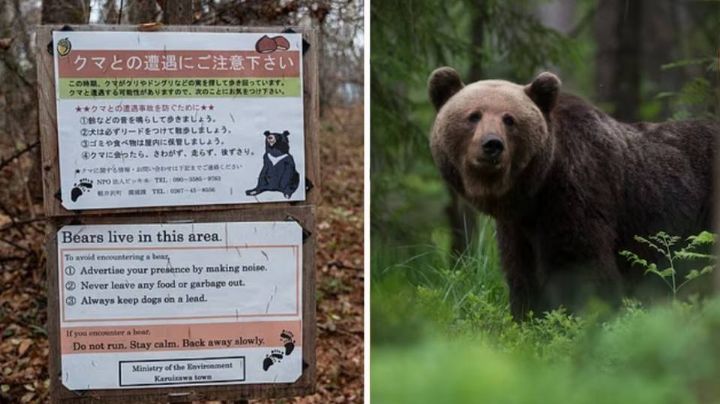 Anciano muere por ataque de oso cuando recolectaba hongos en un bosque de Japón