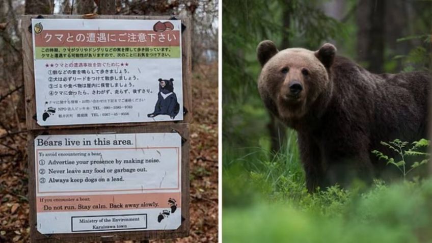 Anciano muere por ataque de oso cuando recolectaba hongos en un bosque de Japón