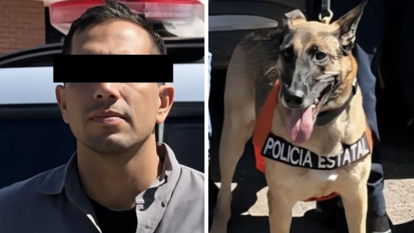 Unidad canina ayuda a detener a presunto 'tirador' en Hermosillo; le detectó narcóticos